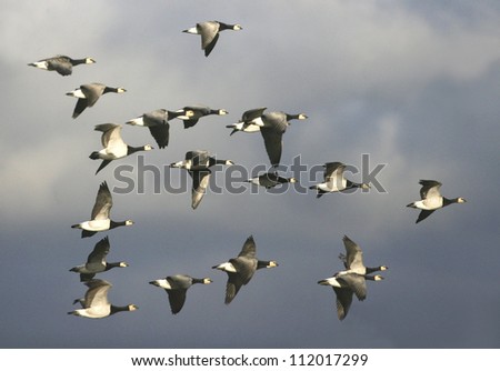 Flock of geese flying in cloudy sky