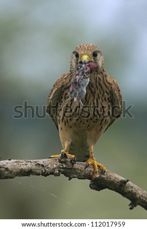 Kestrel holding mouse in mouth, close-up
