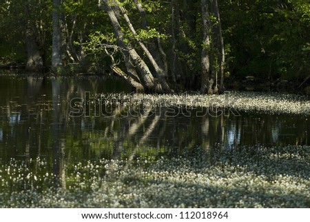 Flower floating on swamp, trees in background