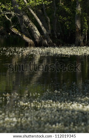 Flower floating on swamp, trees in background