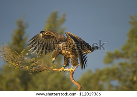 White tailed eagle landing on branch