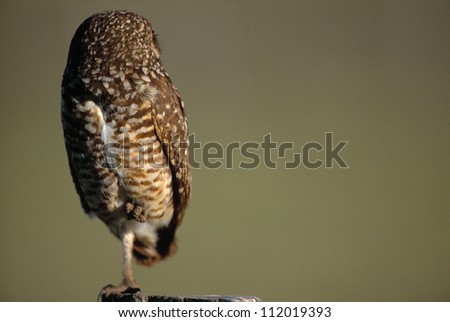 Burrowing owl turning away its head