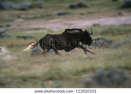 White-tailed Gnu or Black Wildebeest running, South Africa