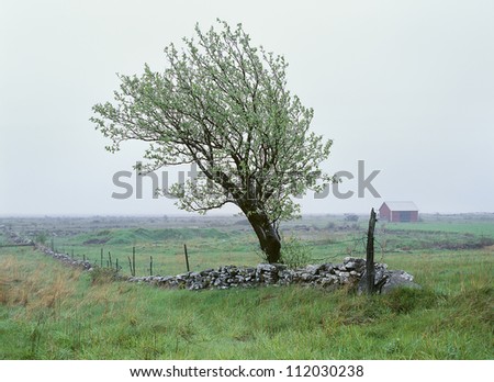 Stone wall and tree in landscape