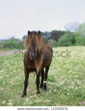 Shaggy Horse