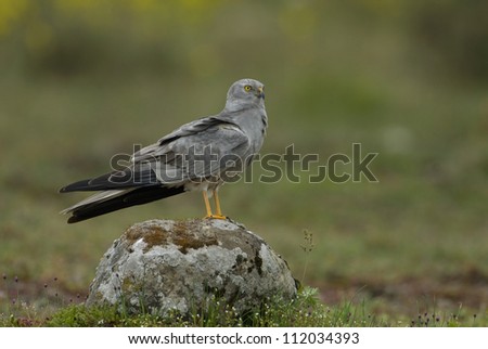Montagus harrier standing on stone, close-up