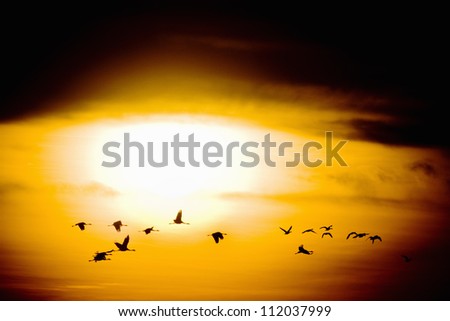 Flock of cranes flying at sunset