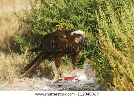 Hawk eating flesh of another bird