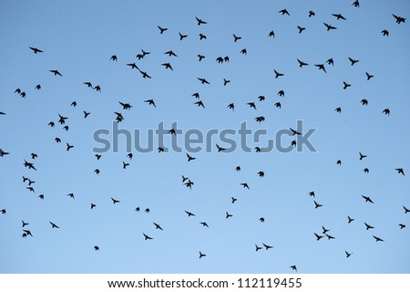 Silhouettes of birds flying against blue sky