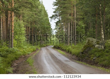Dirty road through forest