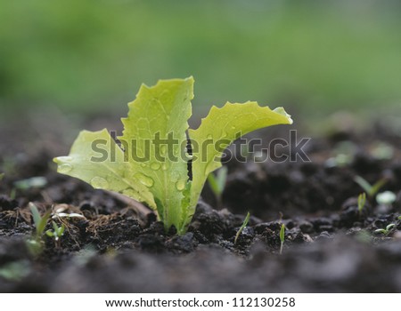 Leaf vegetable growing on soil with water drop