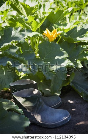 Rubber boots between zucchini plants