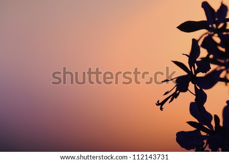 Silhouettes of flowers against pink sky at sunset