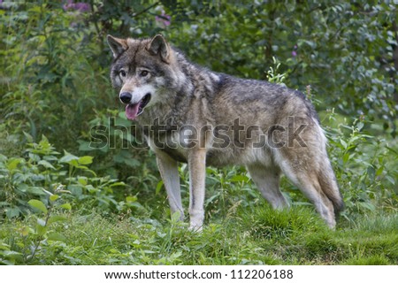 Closeup of a wolf standing in the forest