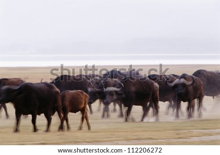 African buffalo (Syncerus caffer) on the move on savannah