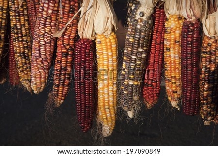 Indian corn hanging, close-up