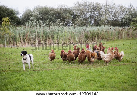 Dog and hens, Sweden