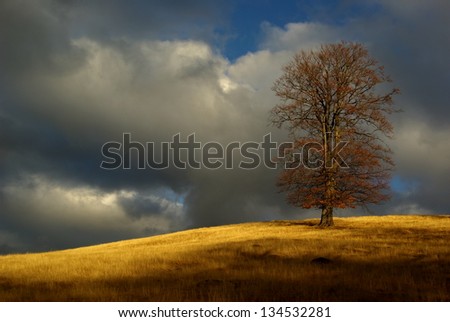 Lonely tree on a quiet autumn evening with dark clouds in the background/Lonely tree/