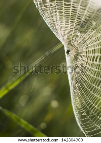 Spider waiting in the middle of it\'s web/Spider on the web 2/