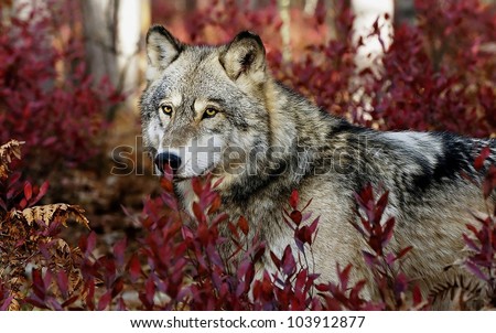 Grey wolf in beautiful red foliage