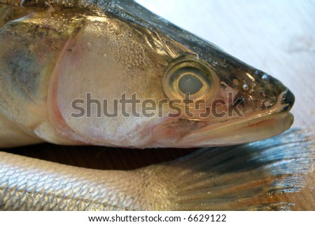 fresh pike-perch fish