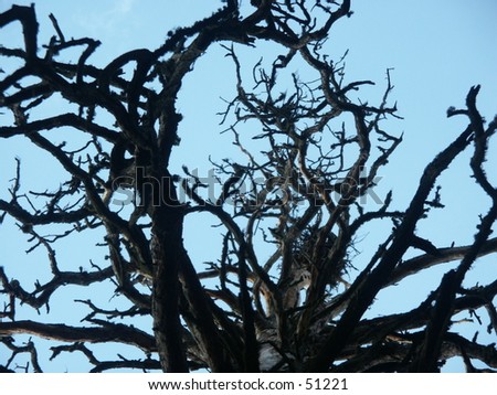 A cool tree with many branches