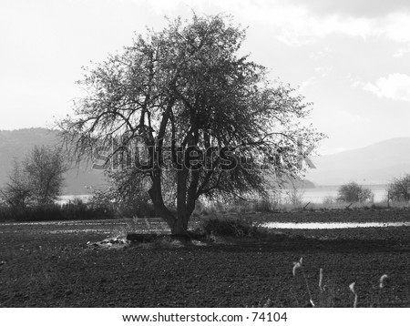 black and white photography trees. stock photo : Tree in Field