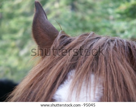 Horses Ear