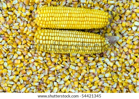 Background of Corn Cob and corn kernel