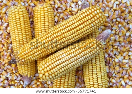 Background of Corn Cob and corn kernel