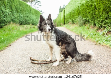 black and white dog with a tree branch