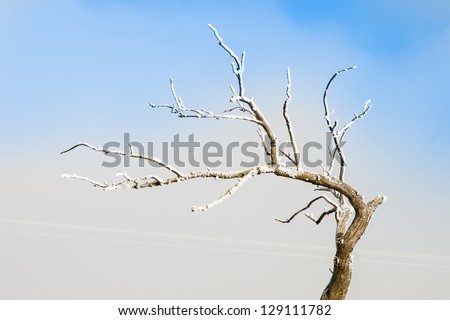 Bare branch covered by snow, jusk like a deer horn, in the country of Lorraine, France