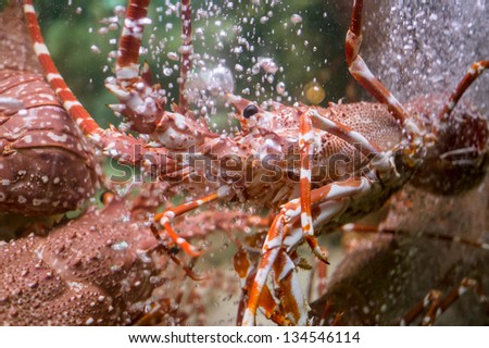 big Red shrimp in aquarium