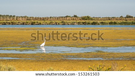 Great Egret in the swamp of the Camargue National preserve, France