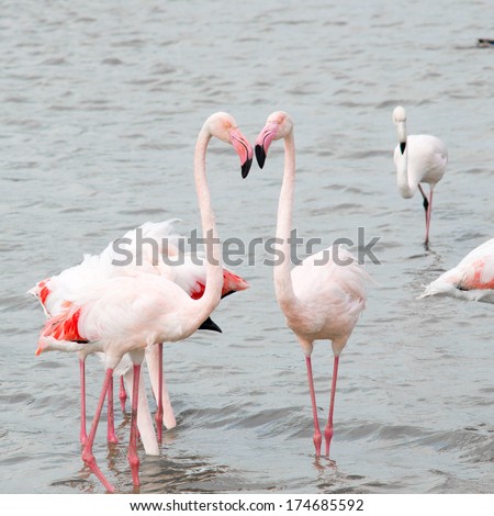 Crowd of flamingos in the Camargue Reserve, France