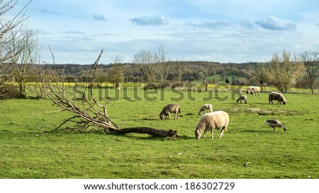 Sheeps grazing in a farm, Oise, France