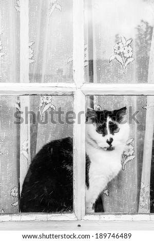 Black and white cat behind the window of wooden house