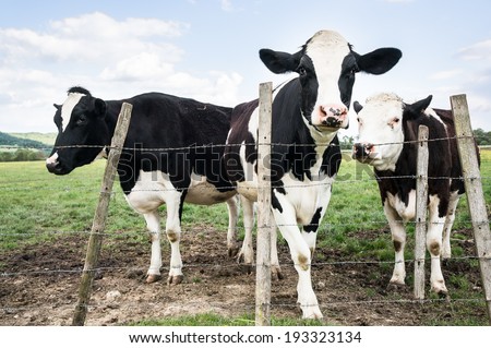 French milk cow in a farm, Lorraine, France