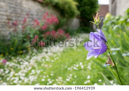 Flower in France: Campanula persicifolia, Bellflower, Campanule a feuilles de pecher, in an alley full of flowers, Yevre le Chatel, Loiret, France