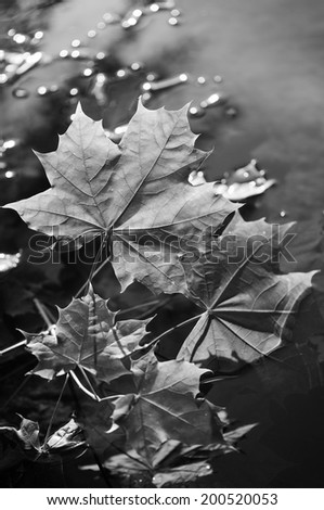 Black and white plant: Leaves on the water, backlighted by the sunset