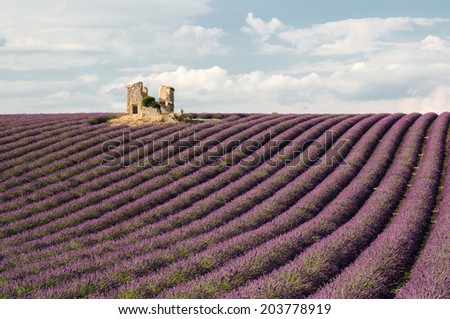House ruin in fields of lavender,Valensole, Provence ,France