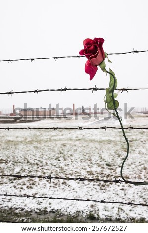 A rose on the Barbed Wire Fence in the snow covered concentration camp of Auschwitz  Birkenau, Poland