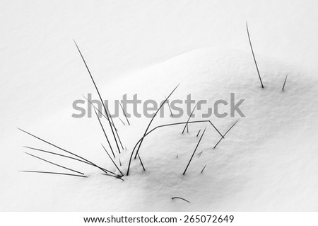 Black and white winter background: Grass in the snow covered fields, Adrspach, Czech Republic