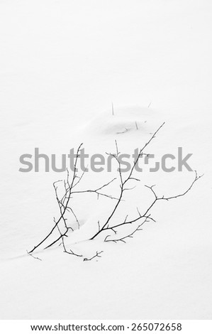Black and white winter background: Dead branches in the snow covered fields, Adrspach, Czech Republic
