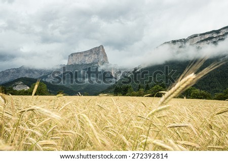 Fields of wheat with the background of Mont Aiguille, Vercors, France