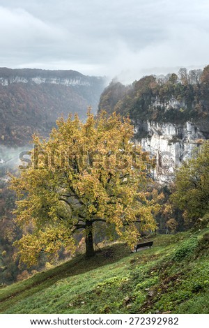 Autumn tree over the valley of Baume les Messieurs in a foggy morning, Franche Comte, France