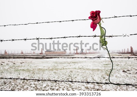 A rose on the Barbed Wire Fence in the snow covered concentration camp of Auschwitz Birkenau, Poland