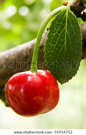 cherry object in natural place