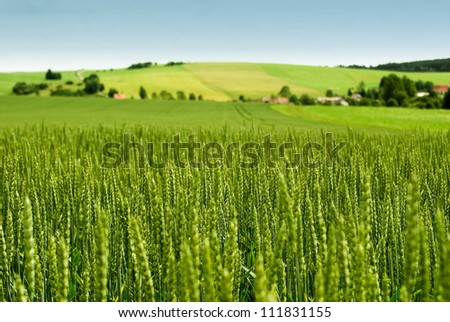 Wheat Field And Countryside Scenery