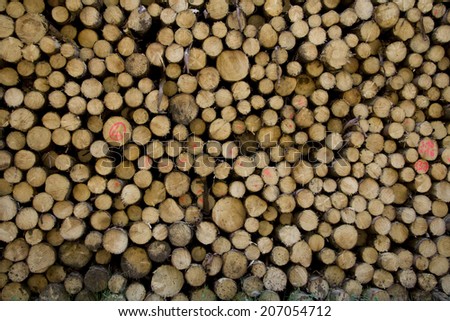 Ends of logs piled up in a forest